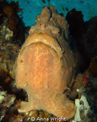 Frogfish are every obliging, they normally sit very still... by Anna Wright 